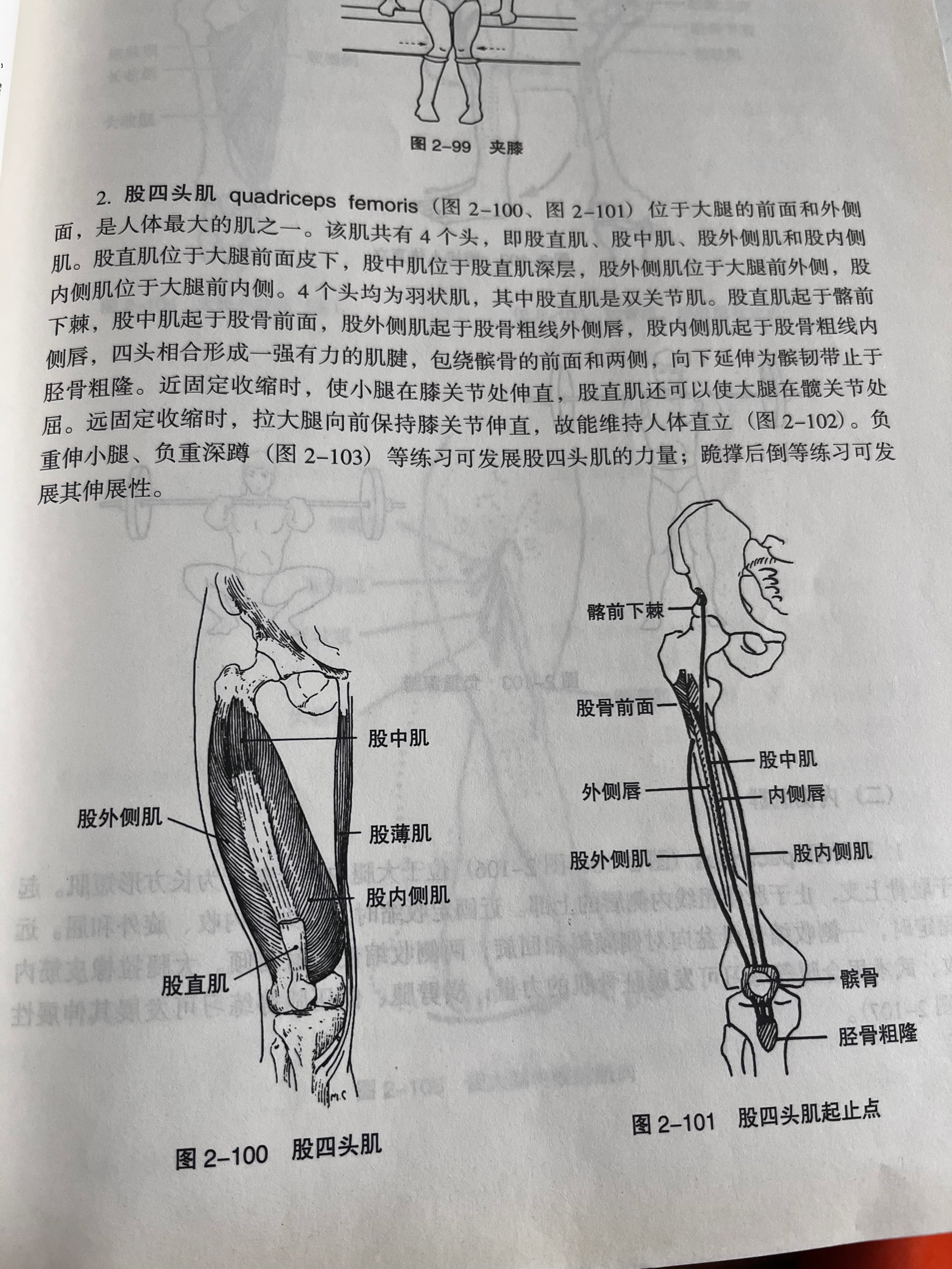 屈髋伸膝试验示意图图片