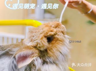 深圳必打卡「遇见萌宠」室内玩乐宝藏地儿