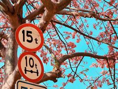 -风云岭森林公园