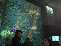 -瑞普利水族馆