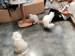 -瞄一喵猫咖(格力海岸店)