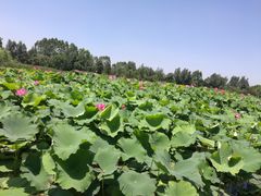 -三圣花乡旅游区