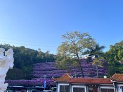 -深圳仙湖植物园