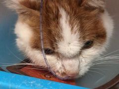 -艾贝尔宠物诊疗