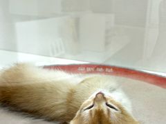 -青奢宠物·青奢猫舍