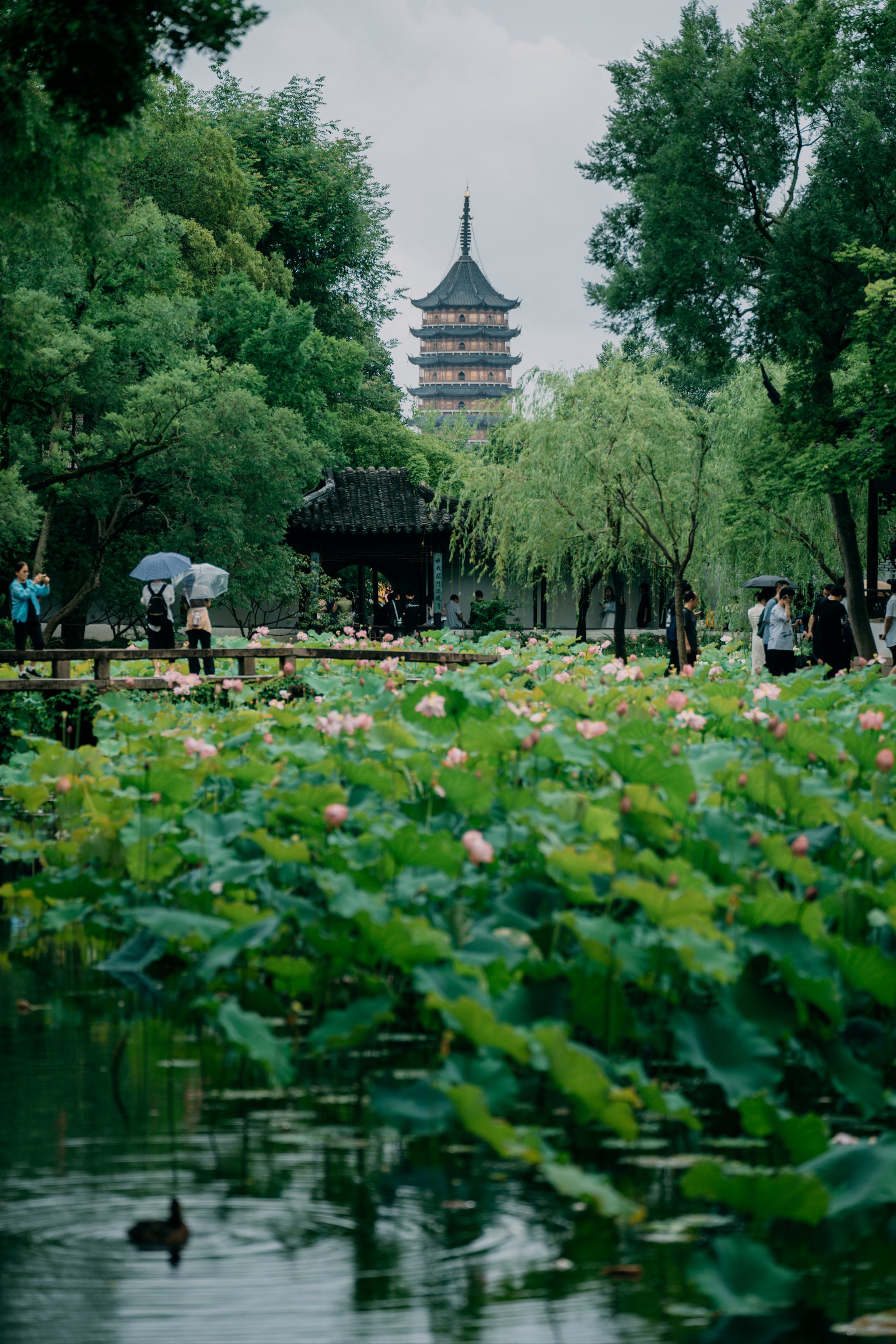 江南荷花亭子风景图片图片