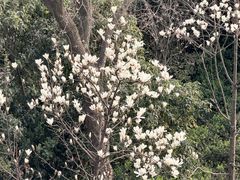 -南京眼步行桥