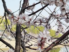 -桃花堤公园