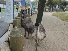 -苏州太湖西山岛开心农场