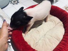 -RU DUCK柯尔鸭公社·撸鸭俱乐部·羊驼·小香猪