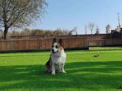 -北京京卫宠物寄养训练中心