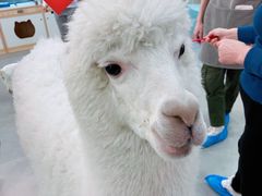 -Honey Bacca 哈尼芭卡高端萌宠(朝阳大悦城店)