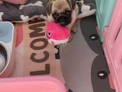 -爱侣宠医·鹦鹉专科·小型哺乳类·异宠专科(灵石路店)