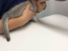 -伟伟宠物医院·CT影像中心·瑞派犬猫综合性门诊(汉口总院)
