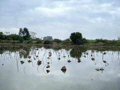 -江门古劳水乡旅游区