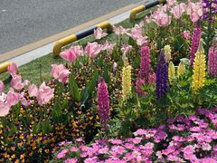 -苏州上方山国家森林公园