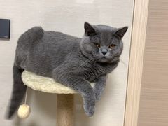 -屋虎猫馆(宝安大仟里店)