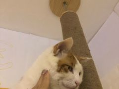 -平行世界·猫咖(首经贸店)