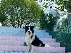 -汪说喵讲宠物乐园宠物酒店(红星美凯龙店)