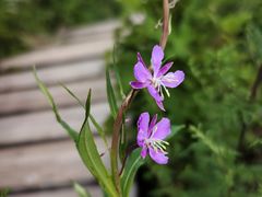 -白草畔自然风景区