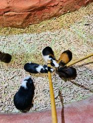 -Zoolung Zoolung动物主题公园(海信广场店)