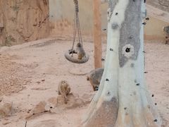 -石家庄市动物园