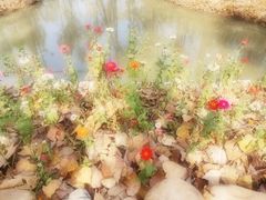 -合肥滨湖国家森林公园