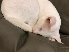 -飞行喵MR PILOT|猫舍·猫咖(静安大融城店)