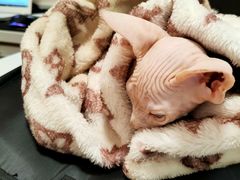 -瑞派·关忠动物医院·异宠专科·犬猫肿瘤·皮肤专科(望京店)