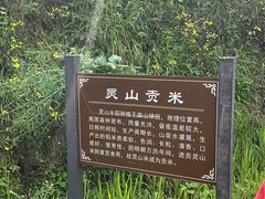 -灵山景区梯田