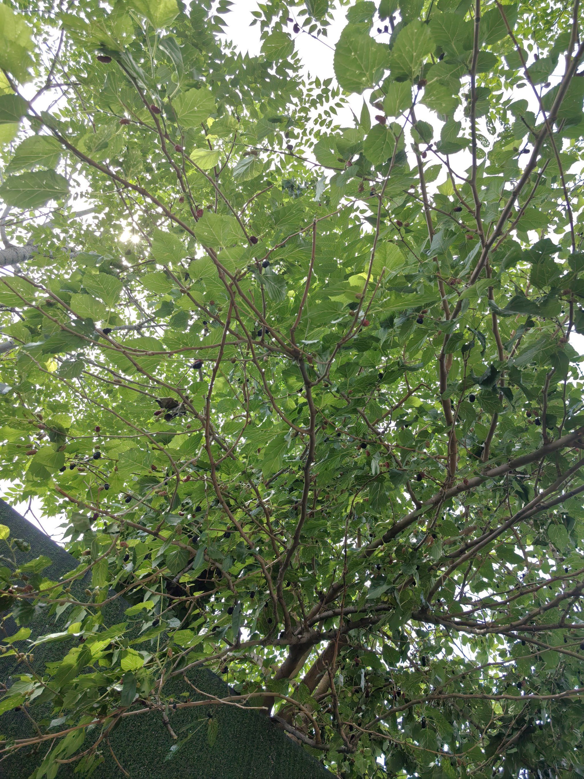 路边发现的野桑树