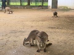 -秦皇岛野生动物园
