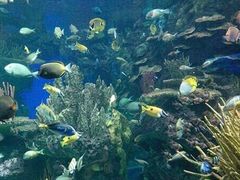 -瑞普利水族馆