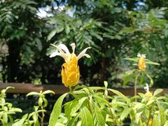 -深圳仙湖植物园