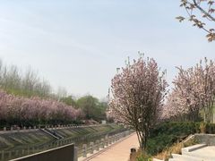 -大望京公园