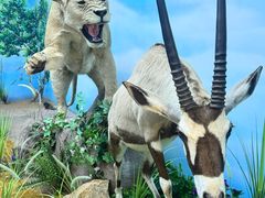 -西霞口神雕山野生动物世界