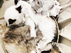 -怪兽屋·羊驼·猫咖·狗咖(俊华广场店)