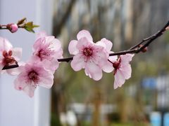 -外高桥保税区南(地铁站)