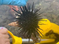 -海南清水湾莱佛士酒店