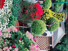 -上海共青森林公园