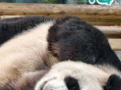 -栾川竹海野生动物园