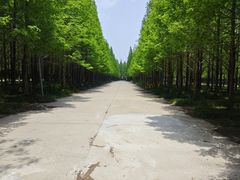 -日照海滨国家森林公园