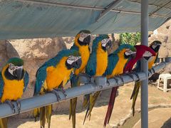 -西霞口神雕山野生动物世界