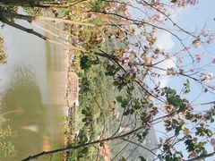 -深圳仙湖植物园