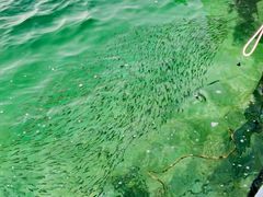 -东姑阿都拉曼海洋公园