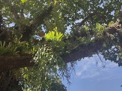 -中国科学院西双版纳热带植物园