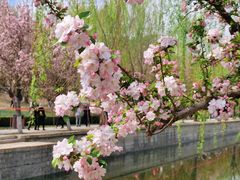 -海棠花溪(元大都城垣遗址公园)