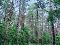 -帽儿山国家森林公园