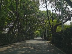 -东平国家森林公园