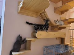 -猫咪派对(江南西店)